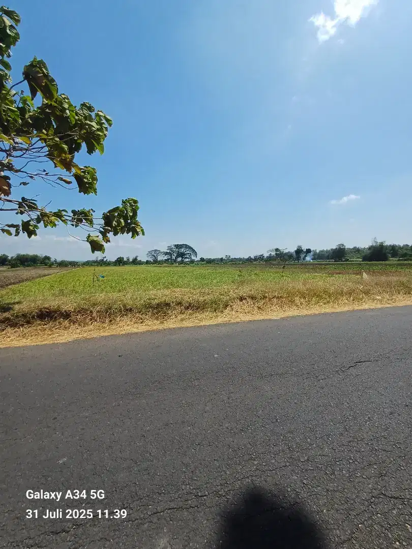 Dijual 2.5 hektar Tanah persawahan.