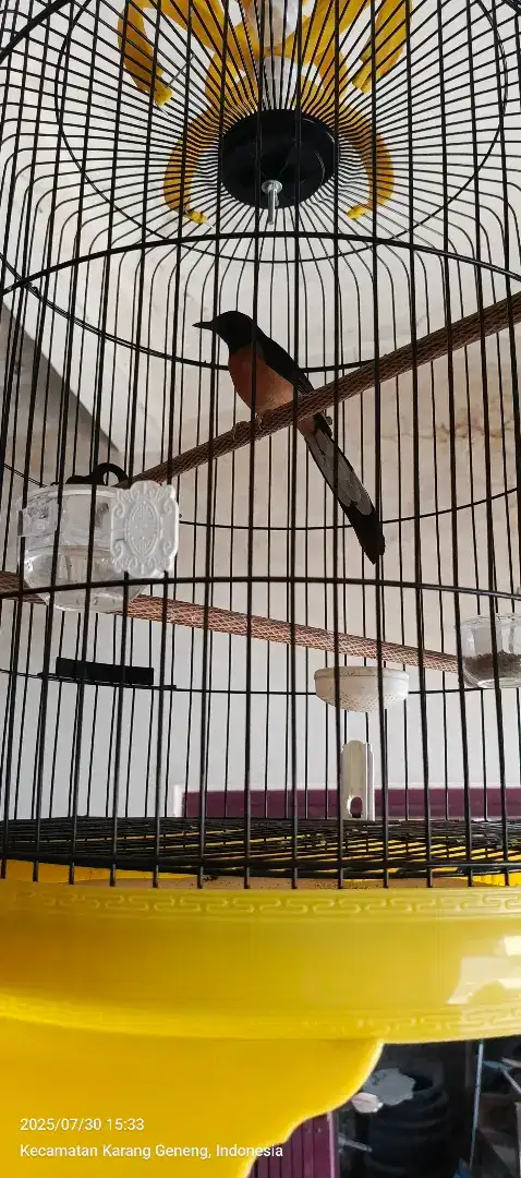 Ready Murai Batu