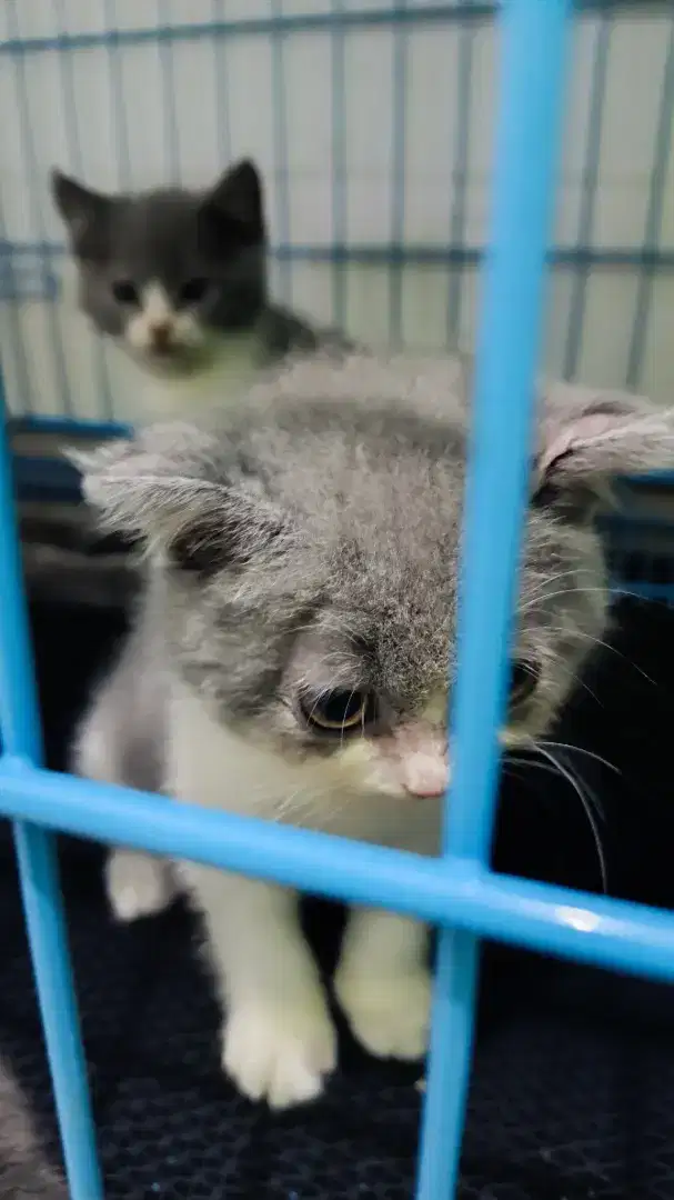 Jual kucing Ras Premium