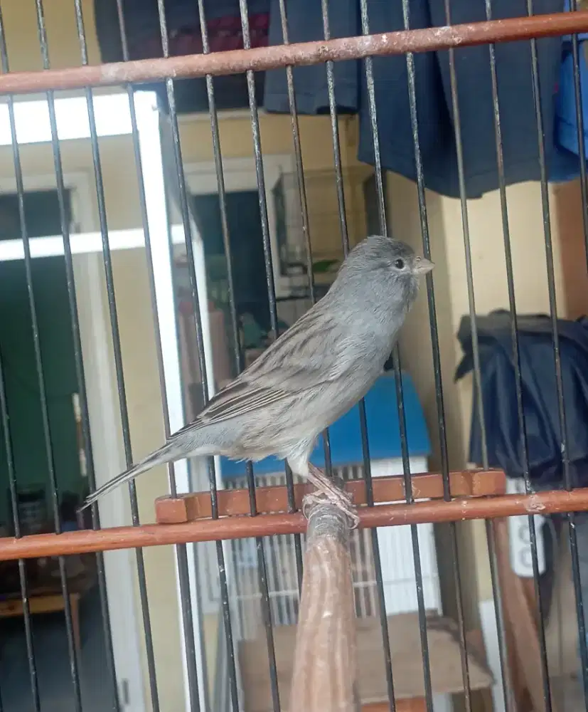 Kenari Gacoran Stok banyak