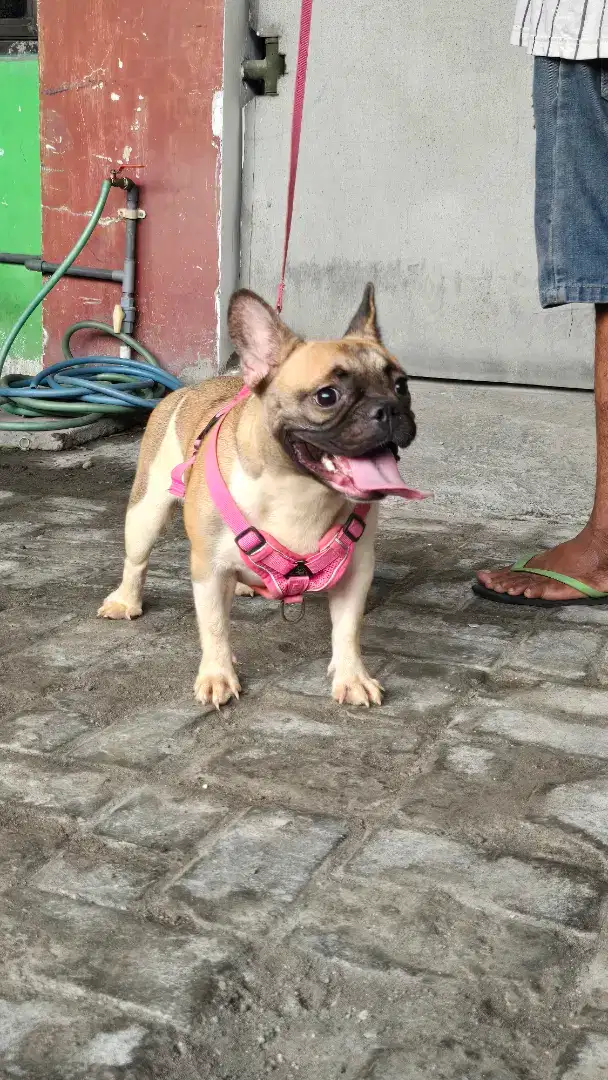 Dijual calon indukan French Bulldog good blood line