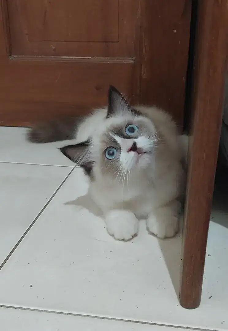 Kitten ragdoll mata biru bicolour simetris
