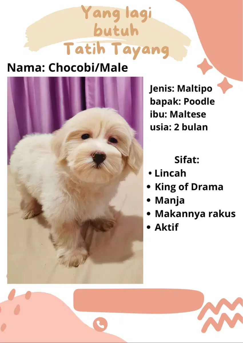 Dijual Anak anjing Gemoy
