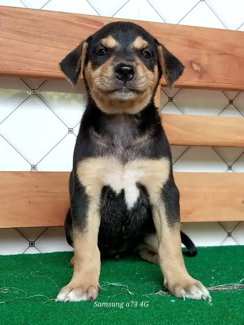 Anakan anjing ras mix