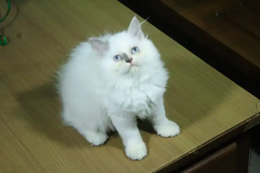 kucing kitten anakan persia anggora ragdoll himalaya mainecoon british