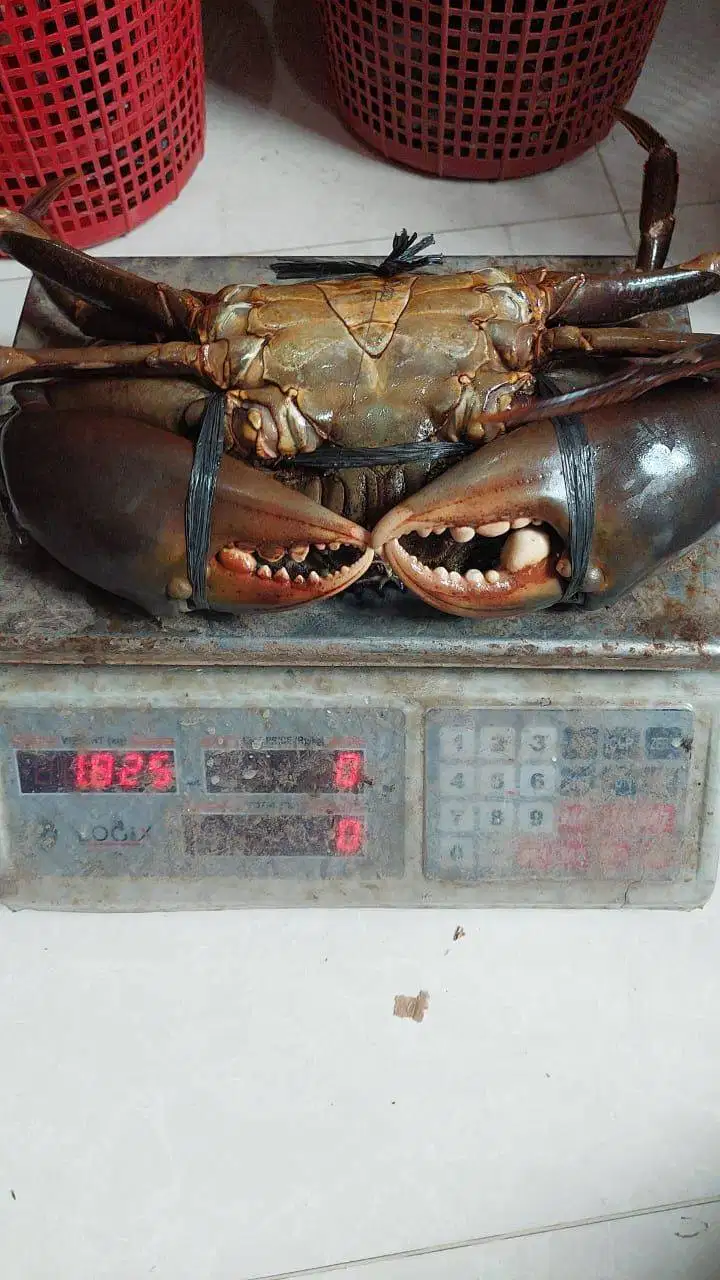 KEPITING BAKAU KUALITAS PADAT DAN HARGA SAHABAT
