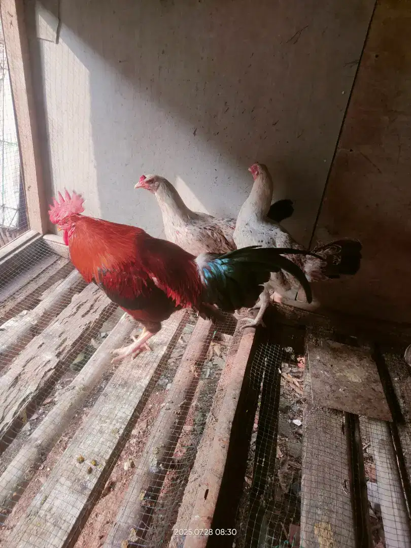 Sepaket ayam Kampung KUB 3 ekor