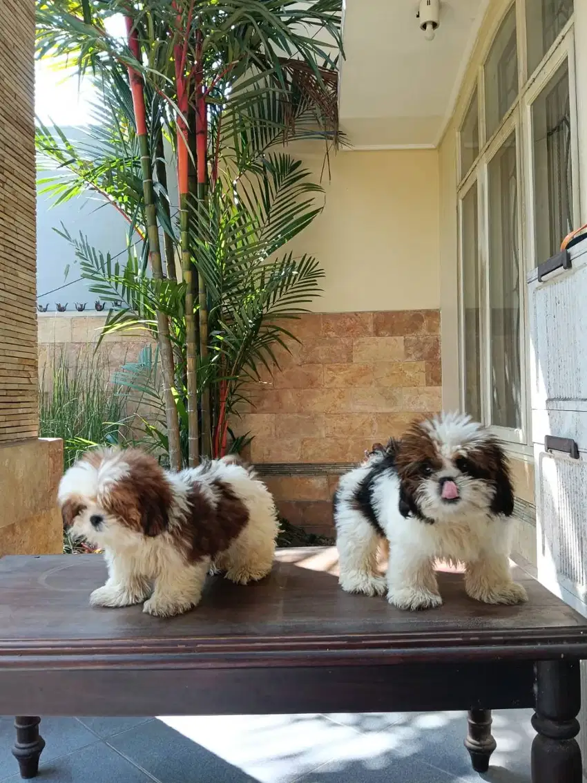 Anakan Mini Shihtzu