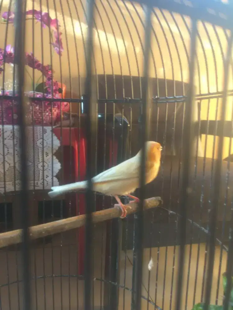 Burung Kenari Betina Loper, Warna kuning