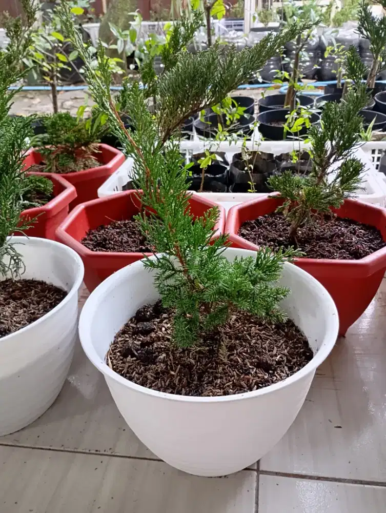 Dijual pohon cemara sinensis