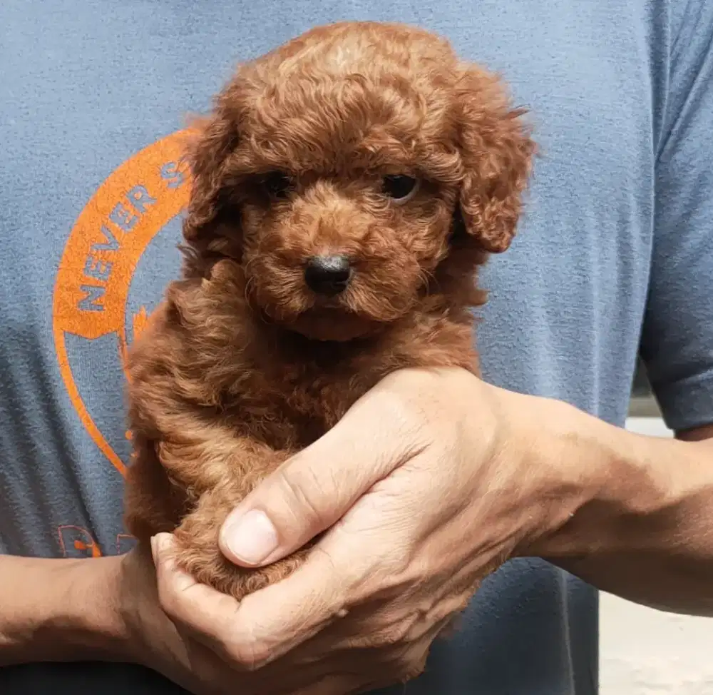 DI JUAL MURAH RED TOY POODLE STAMBUM VAKSIN KUALITAS BAGUS