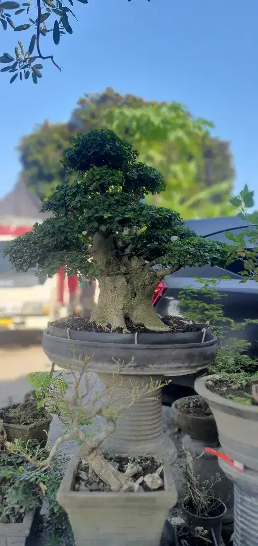 Bonsai serut siap pajang
