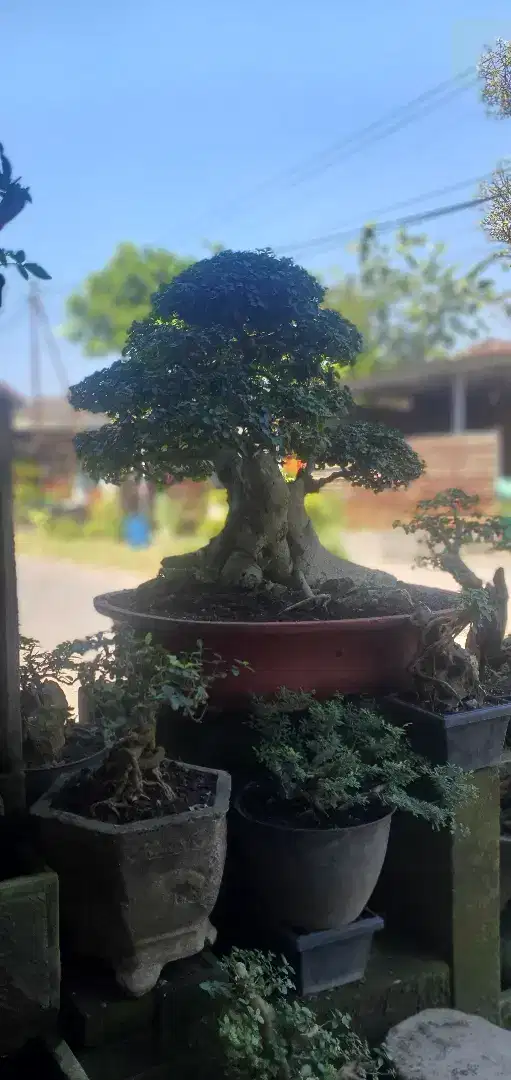 Bonsai serut siap kontes