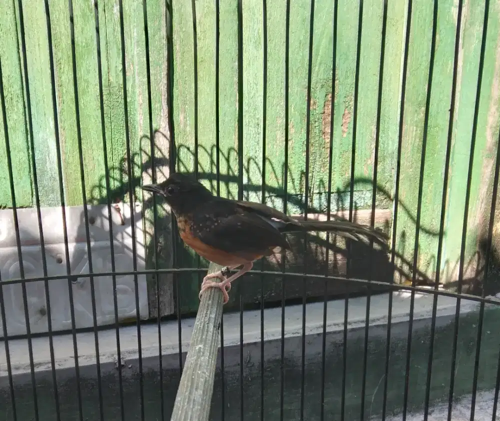 Burung murai batu trotol jantan