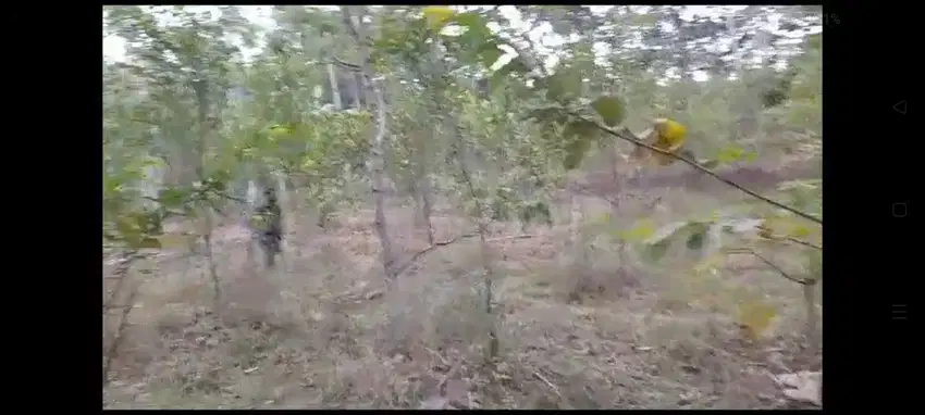Kebun Jeruk Gunungronggo Tajinan Malang