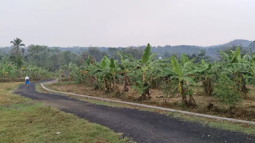 TANAH KEBUN Super Adem, Super Subur, Dekat Pemukiman