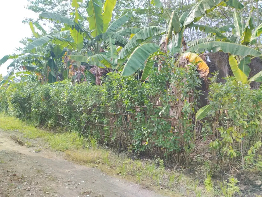 Dijual Cepat! Harga Dibawah Pasar! Tanah Cocok Dibangun 5 Unit Rumah