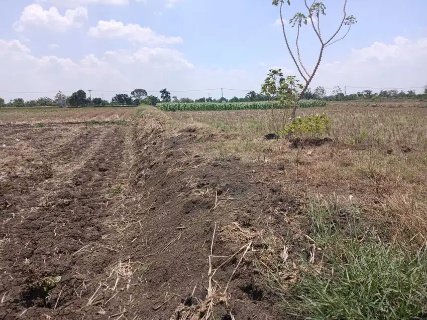 Tanah Kelurahan Baturono Kec Sukodadi Kab Lamongan