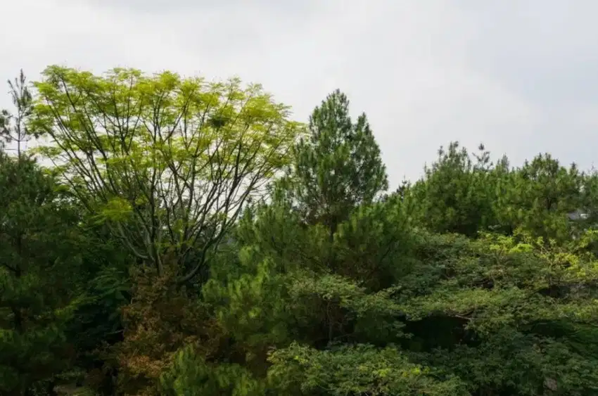 Tanah Murah Siap Bangun di Forest hill Dago Resort kota Bandung