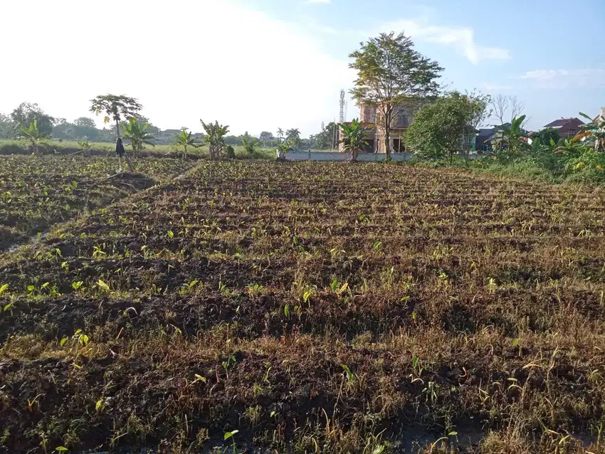 Mulai Investasi! Kavling Produktif 160m² di Dramaga, 10 Menit dari IPB