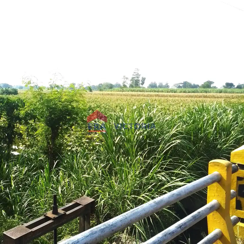 DIJUAL Tanah di Jalan Utama Pagu Kab Kediri 10 Menit Ke Pemkab Kediri