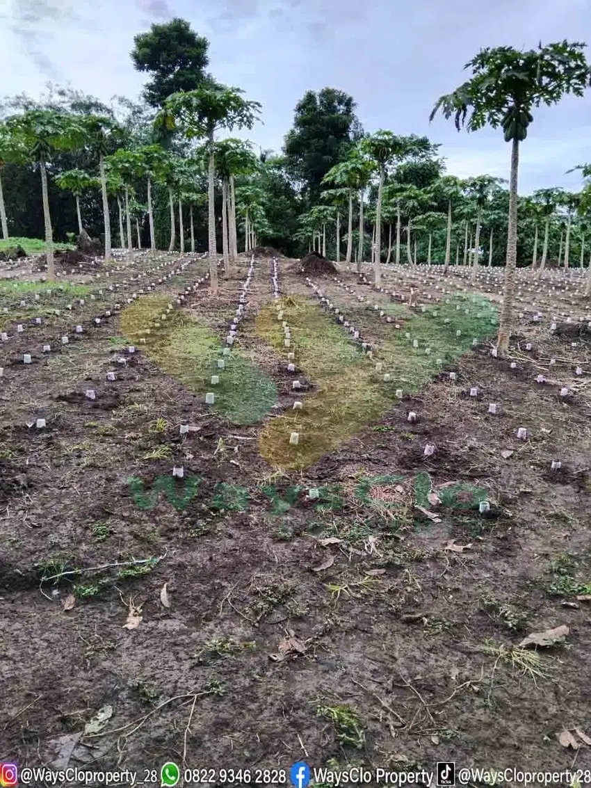 TANAH PERKEBUNAN MENARIK DAERAH TALAWAAN, HARGA SANGAT MURAH