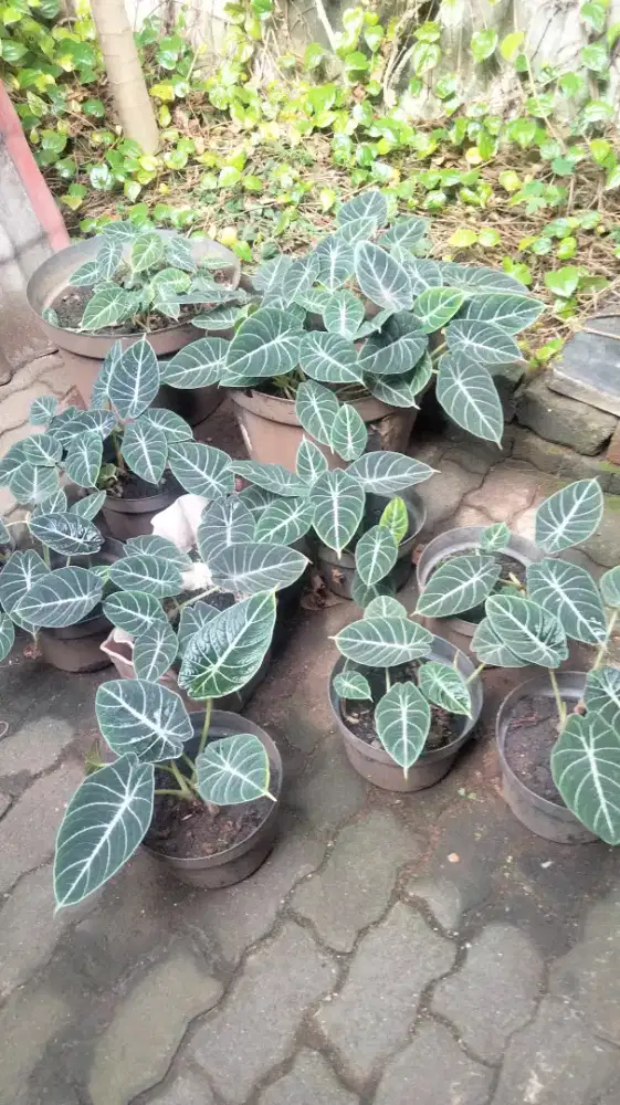 TAnaman Black Velvet