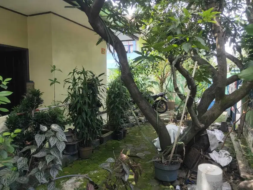 TURUN HARGA LAGI NIHEDISI MAU PULANG KAMPUNG DIJUAL CEPAT RUMAH HOOK