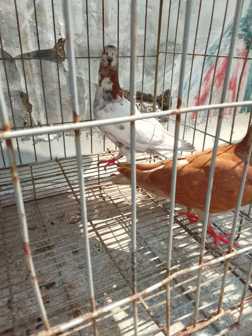Bismillah pnya pasangan blorok x coklat pupur minta wa