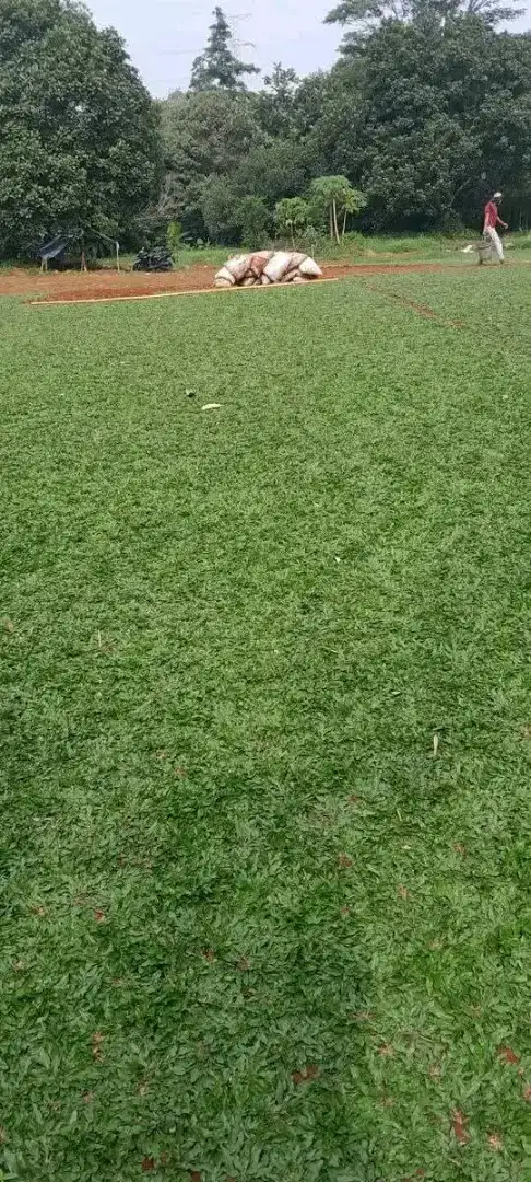 Jual Rumput  Jabodetabek