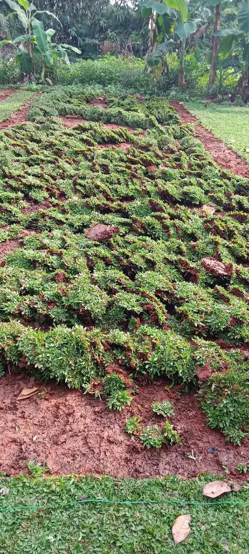 Jual Rumput Gajah Mini