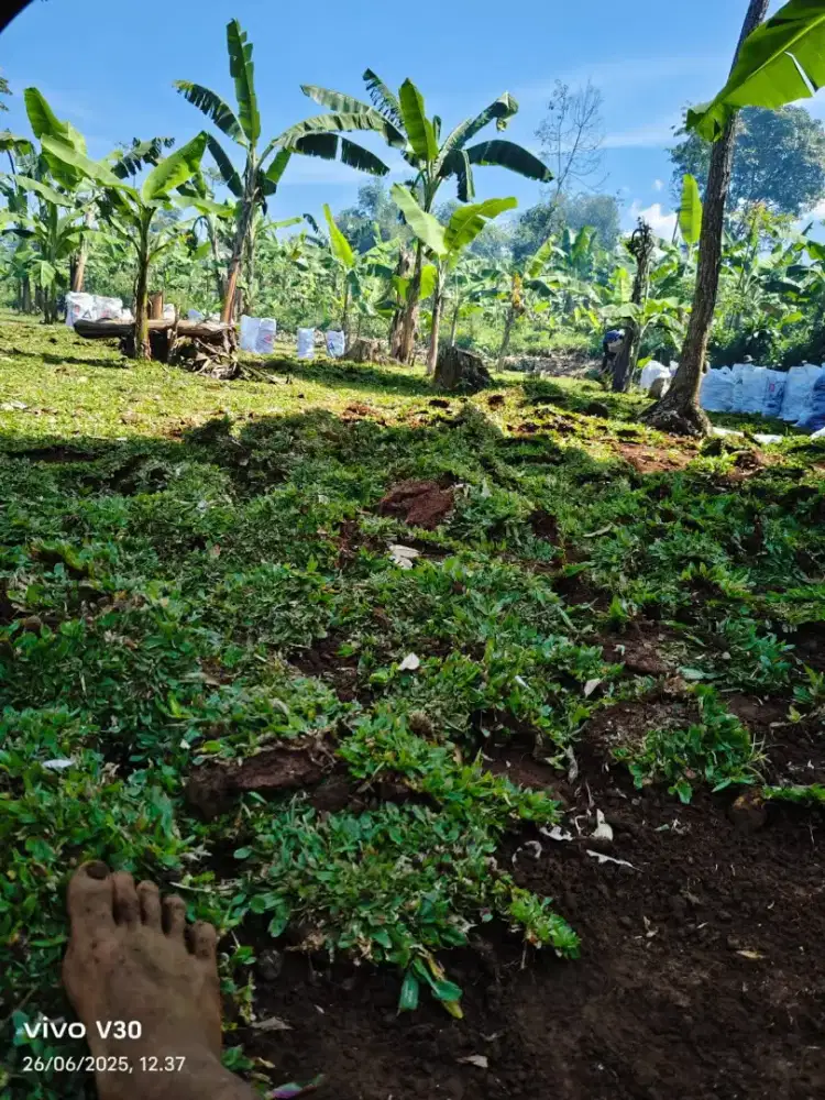 JUAL rumput Gajah Mini