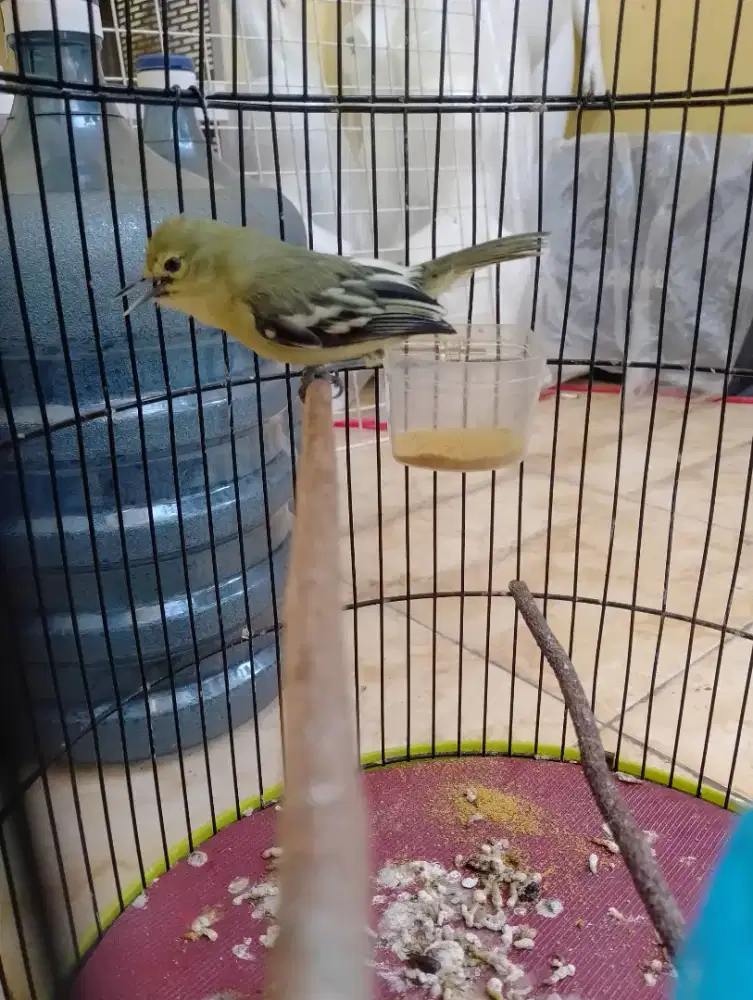 Jual burung cipow gacor dorr