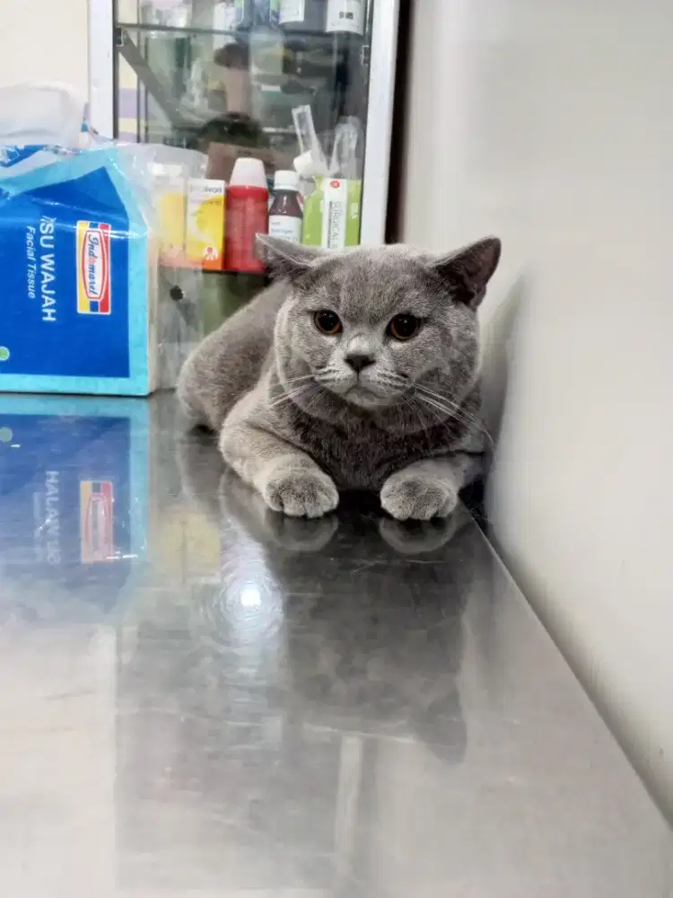 Jasa panggilan Grooming kucing dan anjing