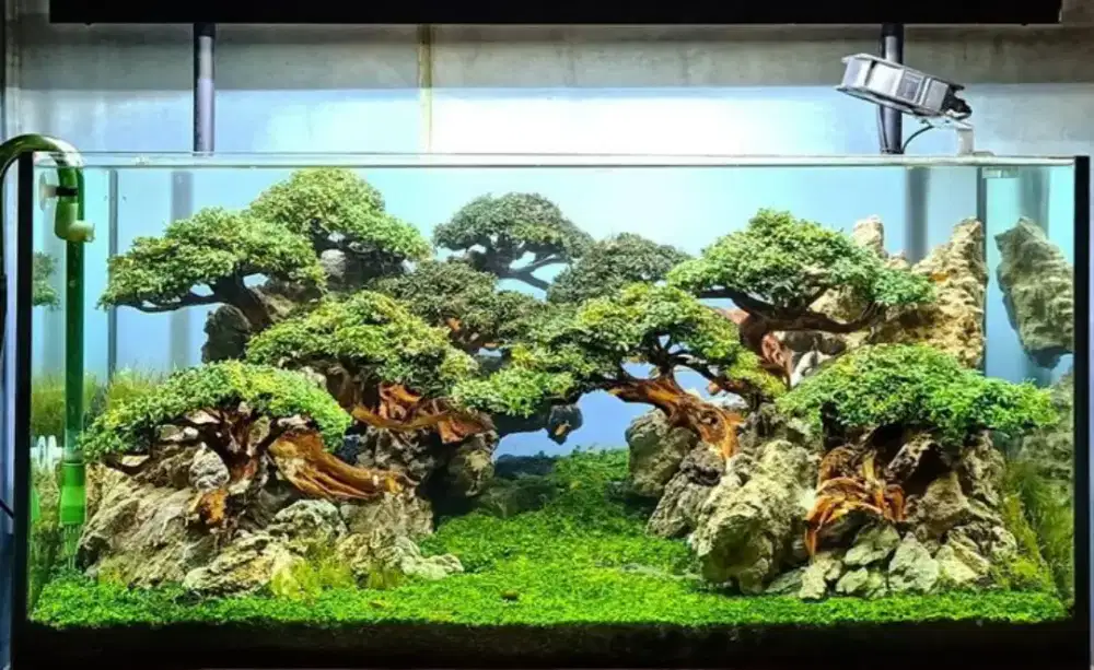 Aquarium aquascape