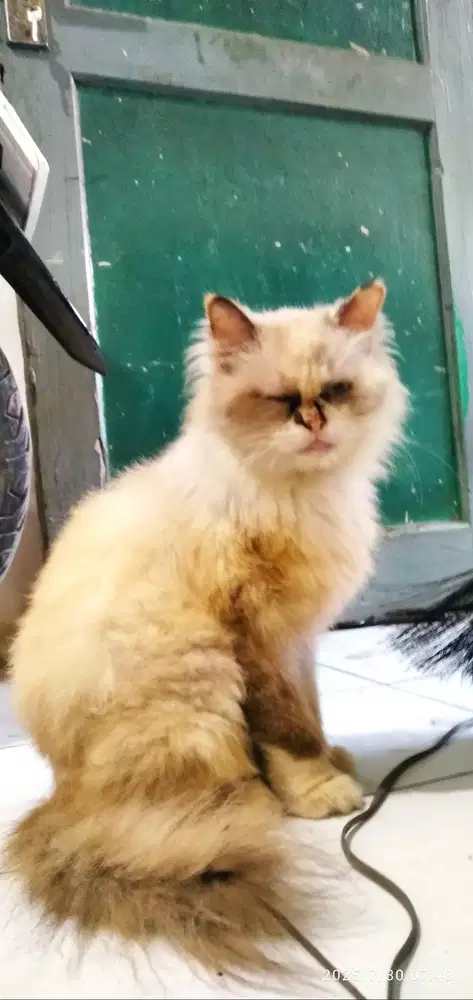 Indukan persia himalaya proven