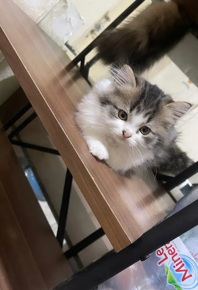 Kitten umur 3 bulan