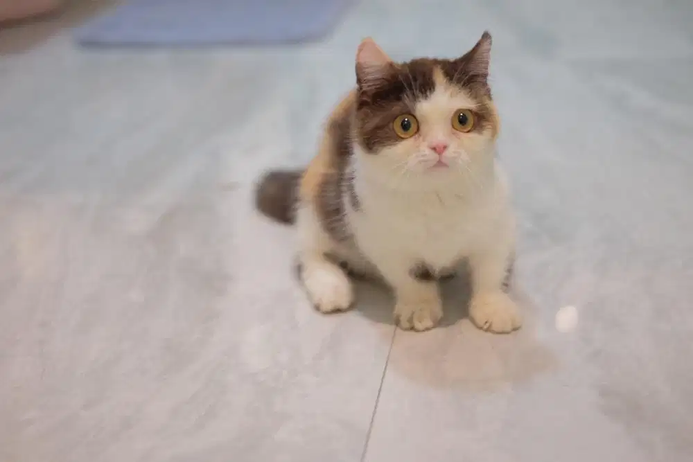 Kucing munchkin calico betina kaki pendek