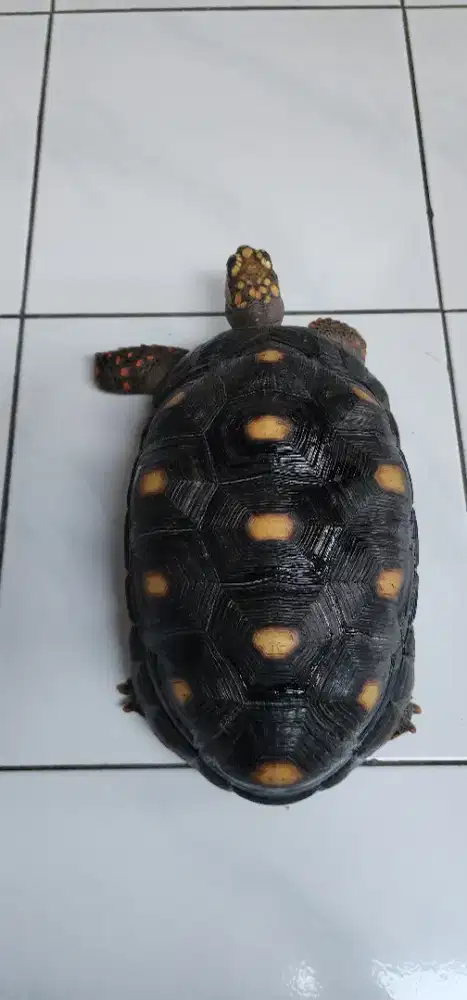 Redfoot 30cm bukan sulcata pardalis cherry head