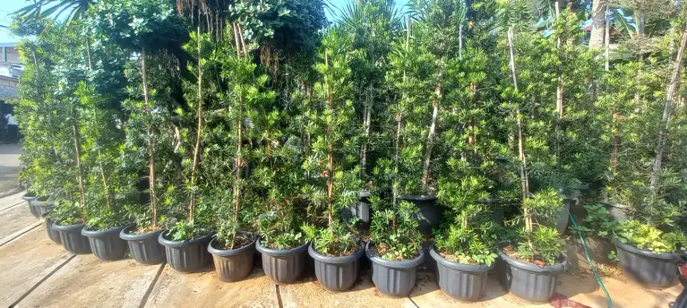 Taman rumahan murah meriah