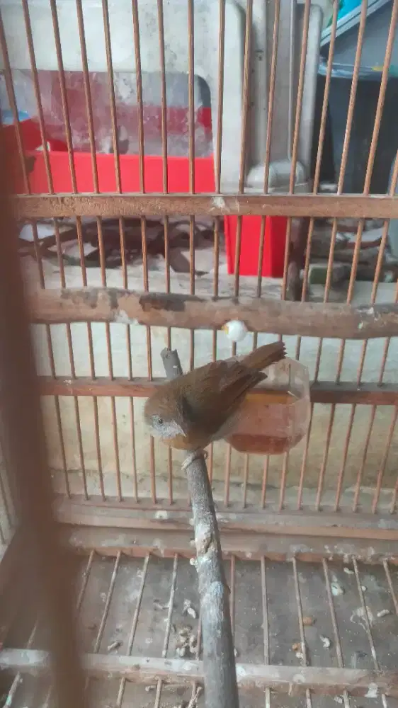 Burung masteran jenggot mini