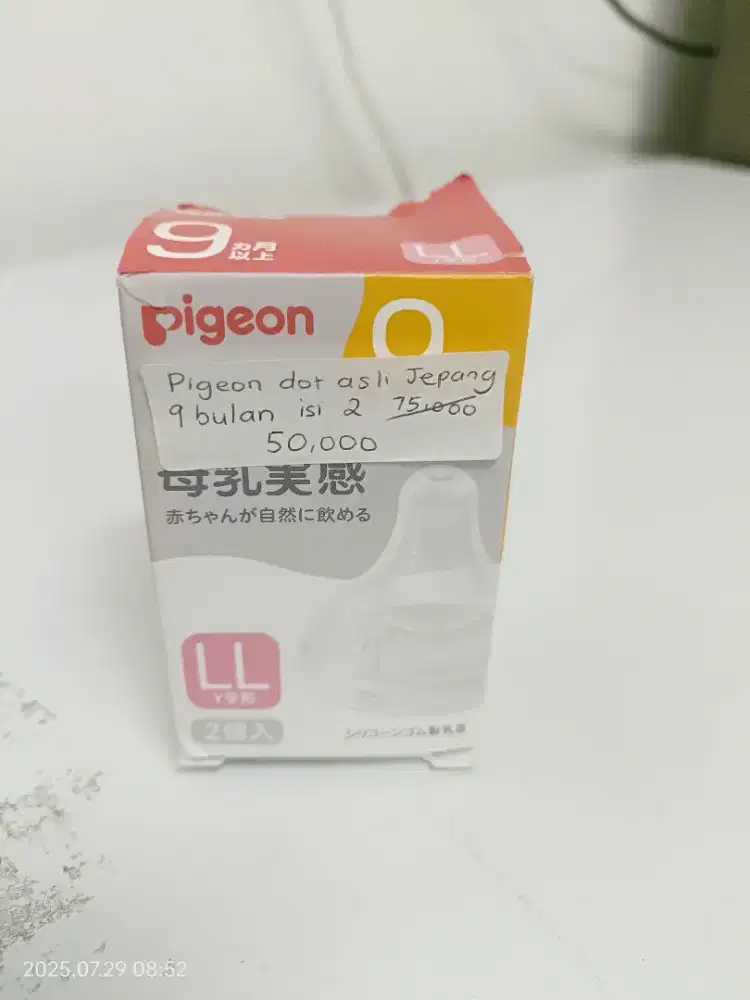 Pigeon dot asli jepang 9 bulan isi 2