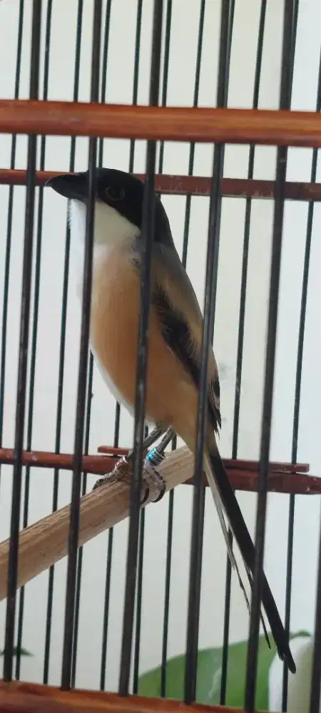 Pentet Madura Gondrong Joss