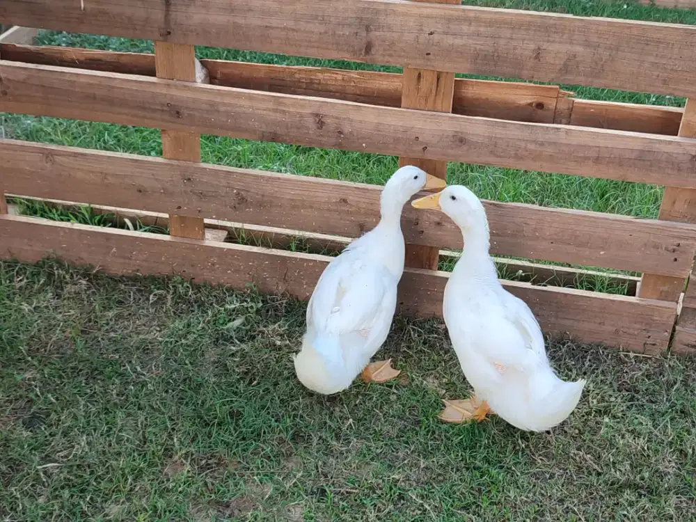 Harga Perekor Bebek Peking Untuk Hobi dan Hias