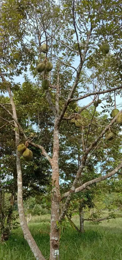 Kebun durian monthong