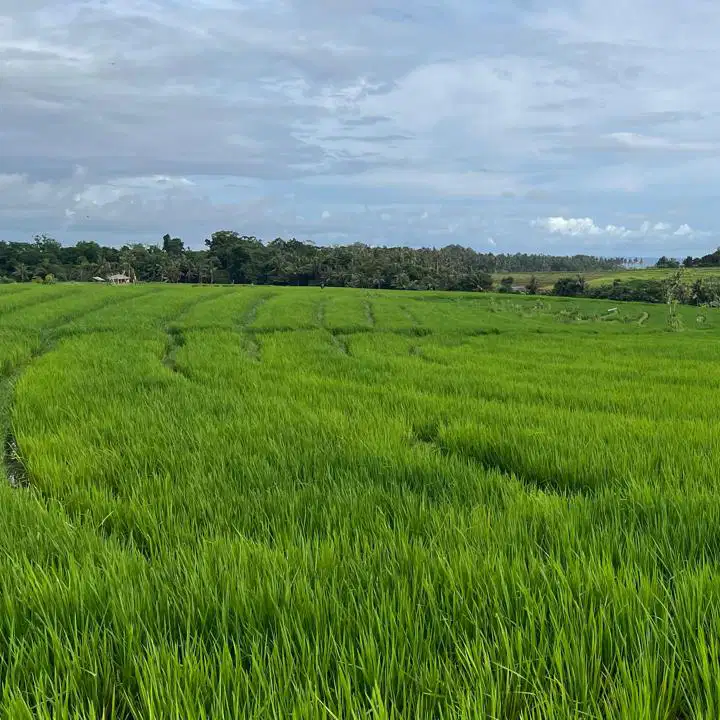 jual tanah luas kecil dekat pantai di tabanan bali.
