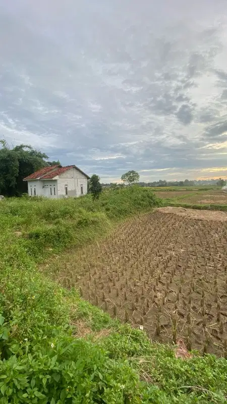 tanah padat sawah di Legok