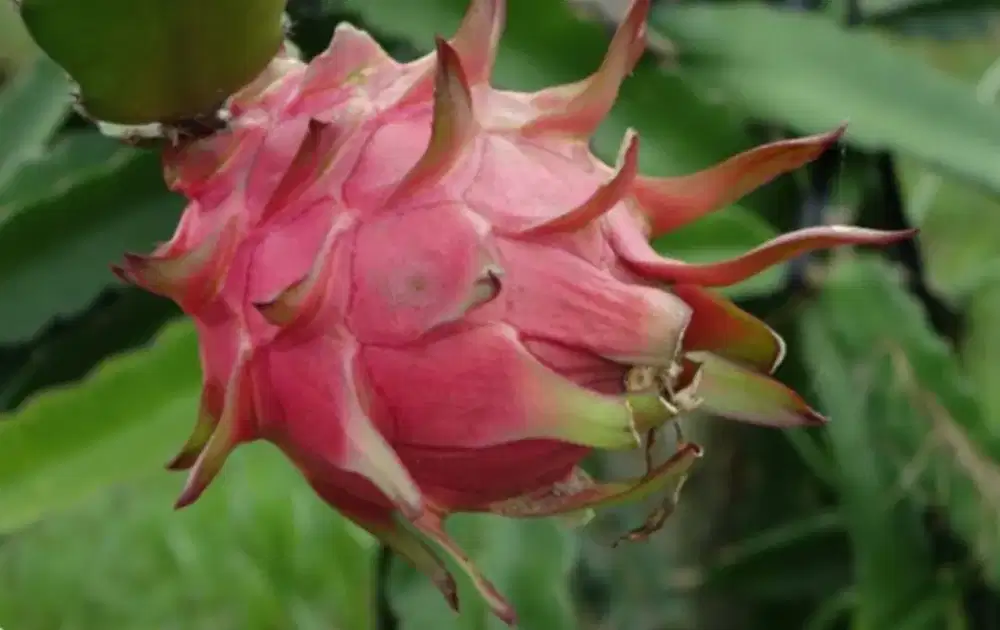 BIBIT BUAH NAGA MERAH