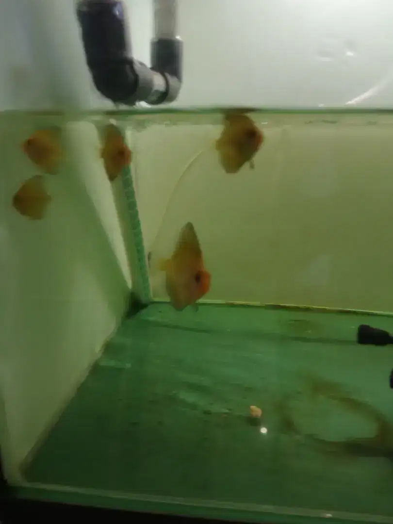 Discus leopard 4cm.4.5cm