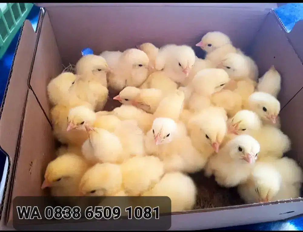 Jual DOC Ayam Broiler-Pedaging Super Bandung-Ciwidey  Siap Kirim